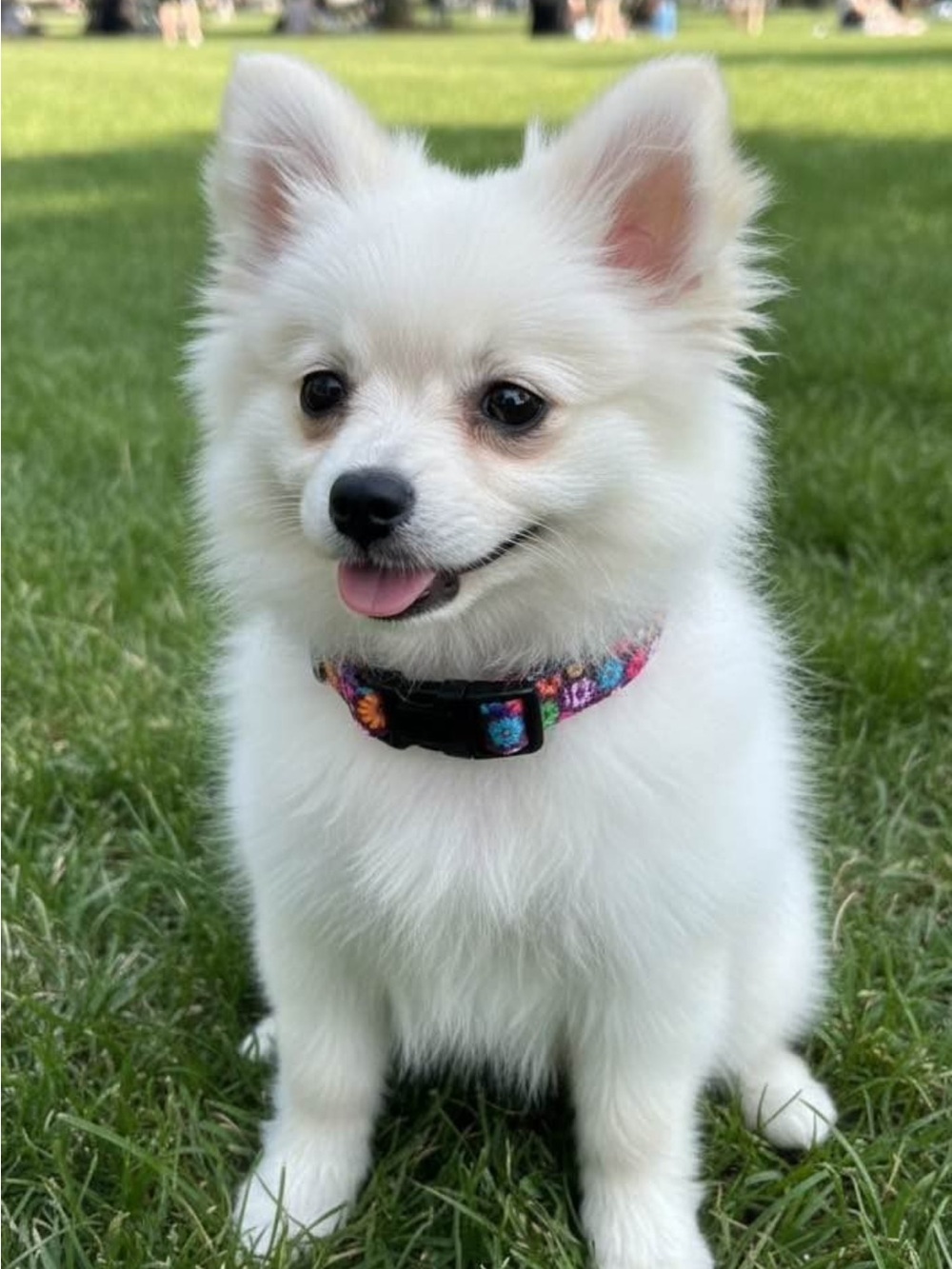 Adjustable Multi-Color Floral Dog Collar - White Pom Puppy